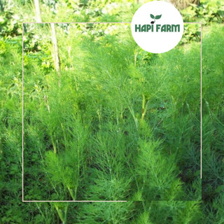 Hạt Giống Rau Thì Là, Rau Gia Vị, Nấu Canh Cá, Làm Chả, Xào Đều Ngon, trồng chậu TR27