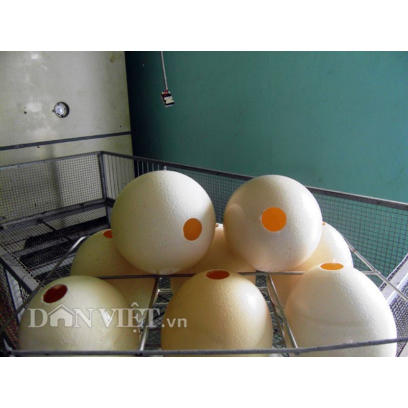 vỏ trứng đà điểu