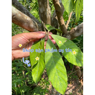 củ giống nhục thung dung (tốt gân cốt)