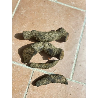 củ giống nhục thung dung (tốt gân cốt)