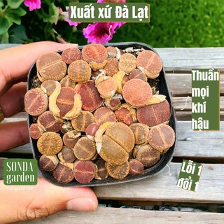 Sen mông lithop SONDA Garden cả chậu cạnh 7cm, xuất xứ Đà Lạt, cây cảnh trang trí nhà cửa, lỗi 1 đổi 1