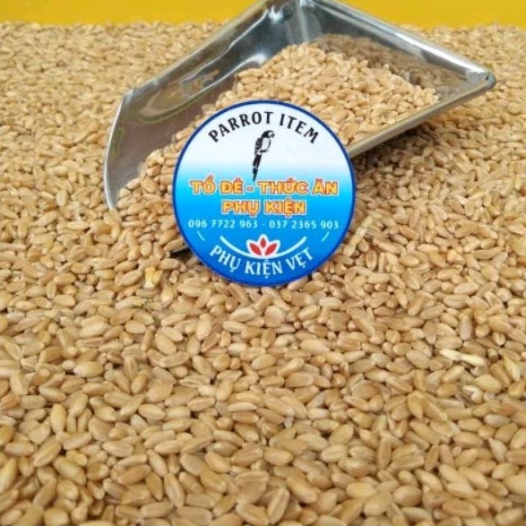 100g hạt lúa mì làm mầm cho mèo (người ăn được)