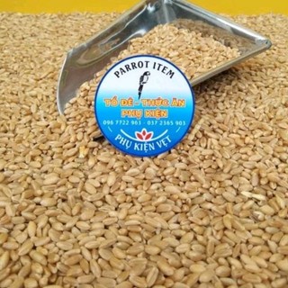 100g hạt lúa mì làm mầm cho mèo