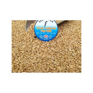 100g hạt lúa mì làm mầm cho mèo (người ăn được)