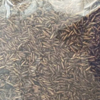 Sâu canxi sấy khô 500g nuôi gà, chim, cá