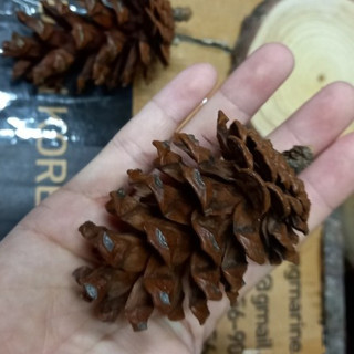 Trái thông tự nhiên trang trí noel, dùng làm phụ kiện chụp hình sản phẩm