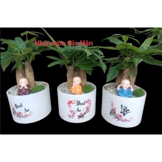 Cây Kim Ngân 3 thân kèm chậu sứ tiểu cảnh