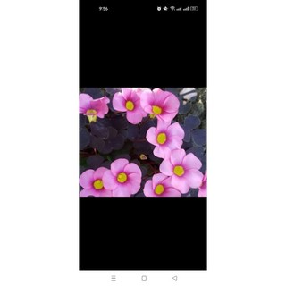 Oxalis( chua me đất, cỏ 3 lá). Pupurea Ganet