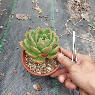 Sen đá phalê Thụ Đà lạt