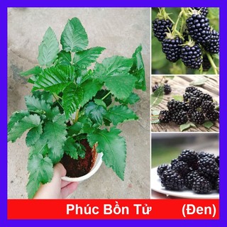 Cây phúc bồn tử ( cây mâm xôi ) - cây cảnh sân vườn