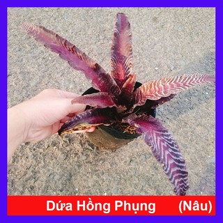 Cây Dứa Hồng Phụng - cây dứa nâu