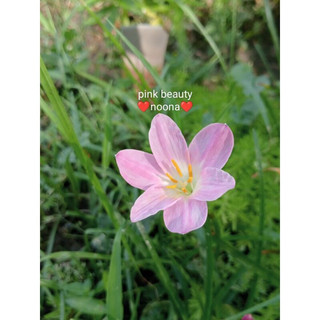 Huệ mưa Pink Beauty hoa quanh năm