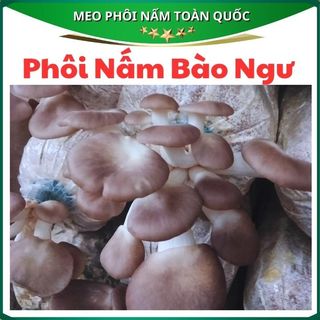  Phôi Nấm Bào Ngư Xám - Trồng Nấm Tại Nhà Đơn Giản Và Hiệu Quả 