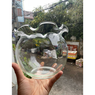 Hũ thuỷ tinh - bể cá mini - trang trí văn phòng - Terrarium