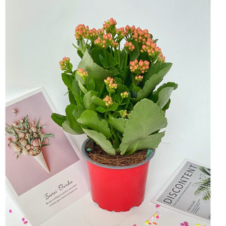 Cây hoa sống đời - cây hoa bỏng chiều cao 20cm, thích hợp trồng để bàn, văn phòng