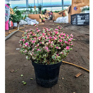 Cây ngọc bích - cây sen đá đô la hồng nhỏ gọn tiện lợi cho trang trí deco phòng ngủ, bàn làm việc, cao 15-20cm