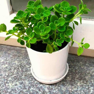Đĩa đất nung tròn lót chậu