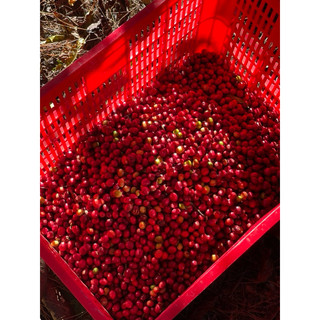 Cà Phê Robusta - Đăk Lăk (Pha Phin Truyền Thống)