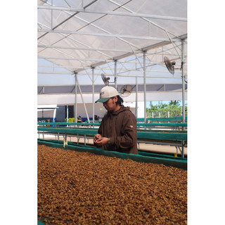Cà Phê Robusta - Đăk Lăk (Pha Phin Truyền Thống)