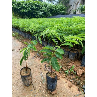 Cây giống me ngọt siêu trái