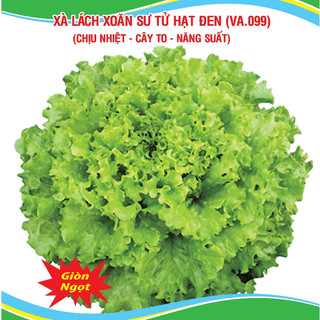 Hạt giống xà lách xoăn sư tử va.099