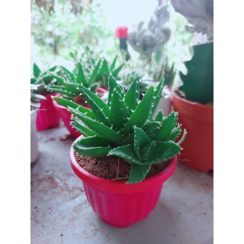 Nha Đam Kiểng Mini