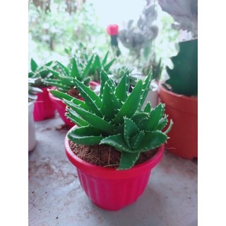 Nha Đam Kiểng Mini