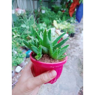 Nha Đam Kiểng Mini