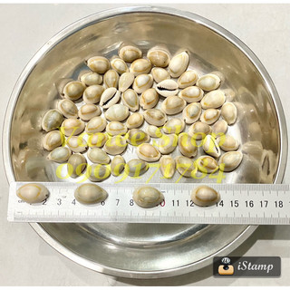 VỎ ỐC NGA TRẮNG 100gr