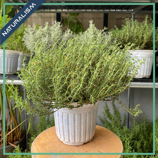 Cây Thyme gốc già hoá gỗ Cây Xạ Hương tươi