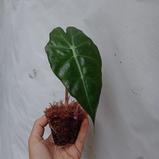 Cây giống alocasia polly