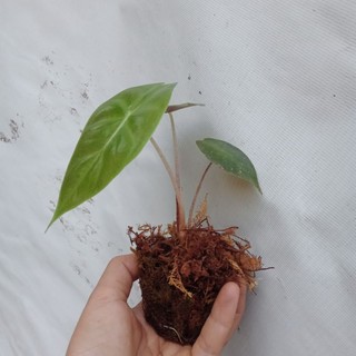 Cây giống alocasia pink dragon