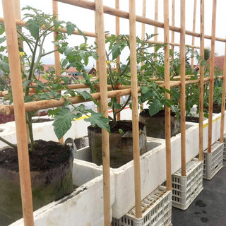  Cọc Gỗ Keo Dài 1,3m Đường Kính 3cm. Làm decor, Làm Hàng Rào,Giàn leo, Trồng Cây,Nút Chai,Giỏ Hoa.Vòng Hoa.