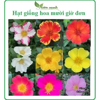 Hạt giống hoa mười giờ cánh đơn nhiều màu 100 hạt