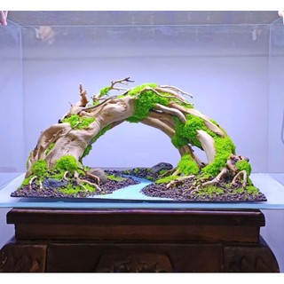  Layout " Cầu Vồng" dành cho bể cá cảnh bể thủy sinh bể bán cạn trang trí tiểu cảnh. Phù hợp với bể cá 30 đến 60 cm 