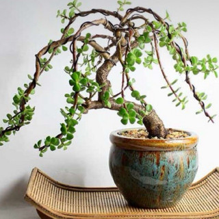 Chậu dáng hủ to trồng cây sen đá, chậu lu sứ (dk trên 10cm)