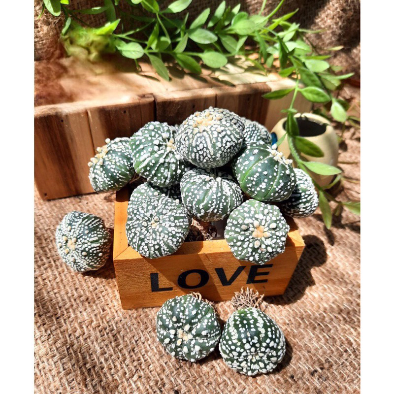 🌱 XƯƠNG RỒNG ASTER KABUTO🌱 Asterias Super Kabuto, Xương rồng aster vân đẹp, Super Kabuto siêu xinh s