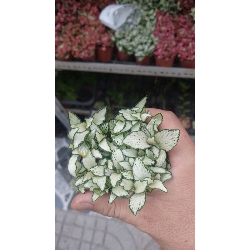 Cỏ may mắn xanh trắng