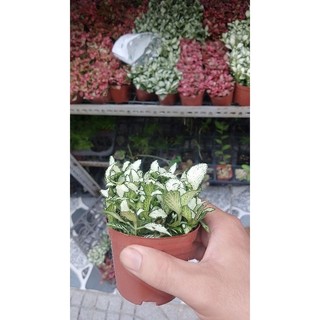 Cỏ may mắn xanh trắng