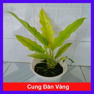 Chậu trầu bà cung đàn vàng ( Philodendron Ring of fire gold ) - cây cảnh trong nhà - hoa cây cảnh