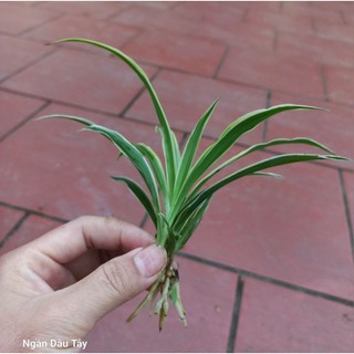 Cây Lan Chi, Cỏ mẫu tử ( mua 5 cây tặng 1 cây)