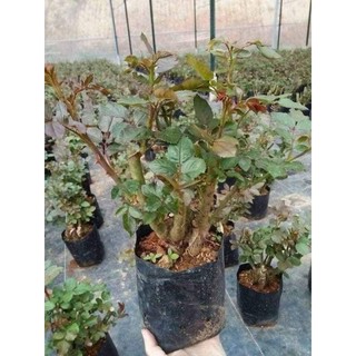 Gốc hoa hồng Tezza tím (PLUTO)