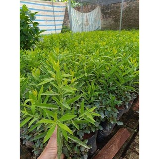 Cây giống đàn hương trắng Ấn Độ