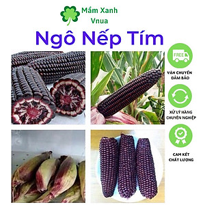Gói Hạt giống Ngô Nếp Cẩm Tím hạt giống tốt tỷ lệ nảy mầm cực cao - gói 50 gram đến 250 gram mua 5 gói giảm 25k