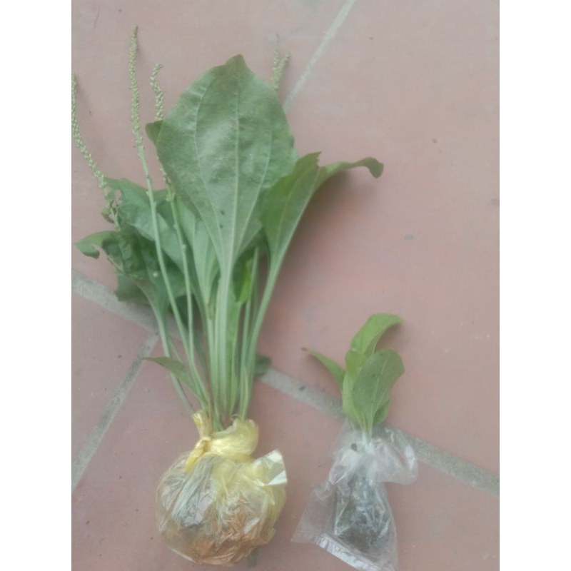 sét 10 cây bông mã đề