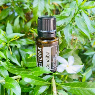 Tinh dầu nhựa thơm copaiba doterra essential oil usa - copaiba oil 15ml