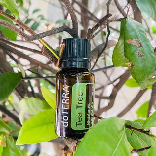 Tinh dầu tràm trà tea tree melaleuca tinh dầu nguyên chất doterra usa