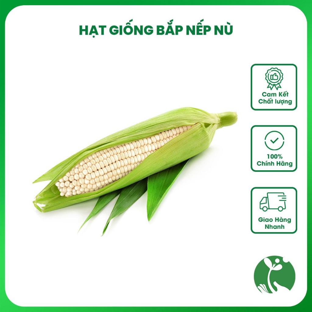 Hạt giống Bắp nếp Nù (Ngô nếp nù) - Gói 50gr, hạt to, mẩy - Trồng quanh năm