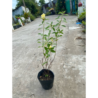 Chậu cây dừa kem, dừa vàng