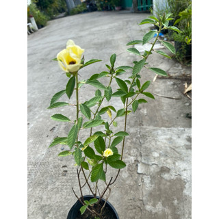 Chậu cây dừa kem, dừa vàng